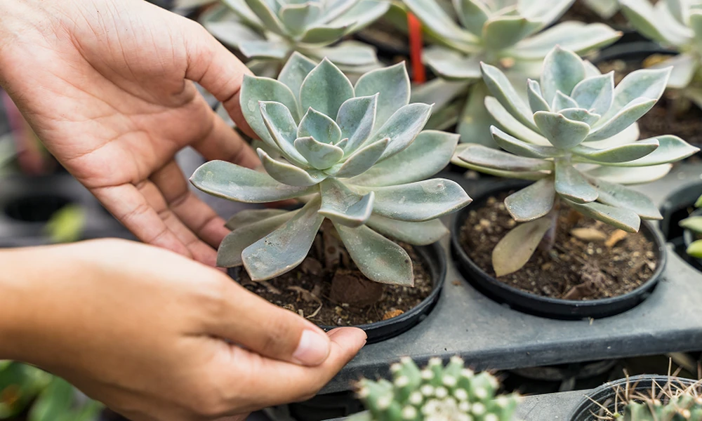 What Does Succulent Leaf Texture Tell You?